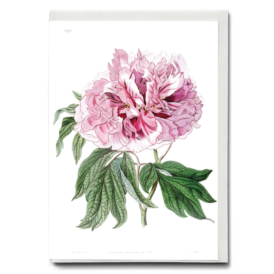 Double red curled tree peony - Wenskaart