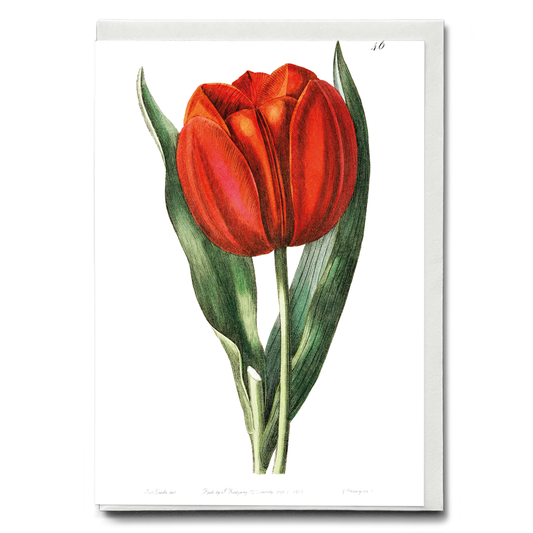 Gesner's tulip - Wenskaart