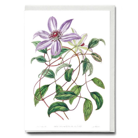 Violet clematis flower - Wenskaart