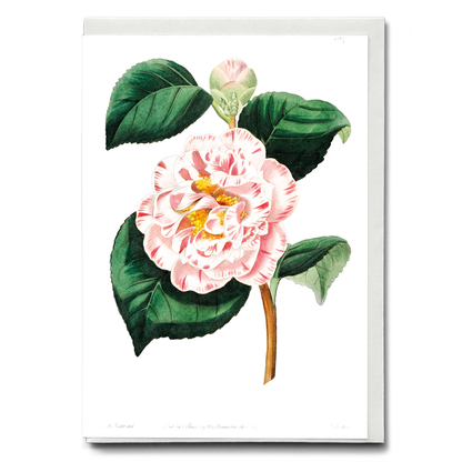 Gray's invincible camellia - Wenskaart