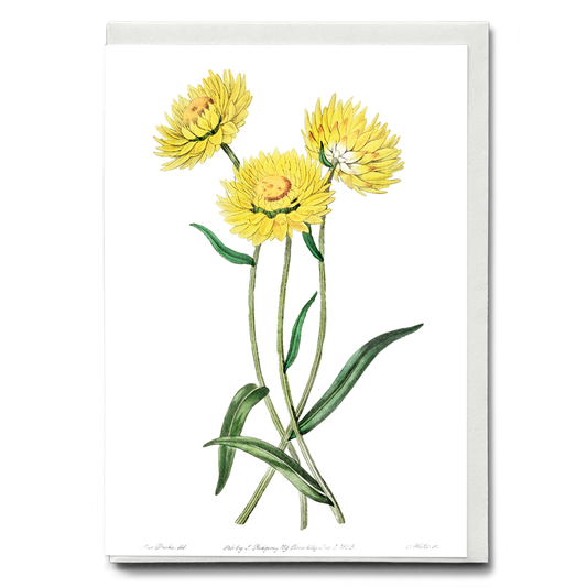 Two-coloured Helichrysum - Wenskaart