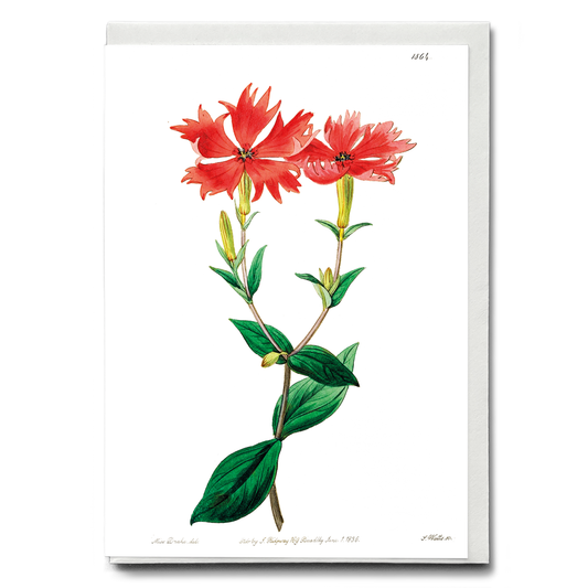 Bunge's lychnis flowers - Wenskaart