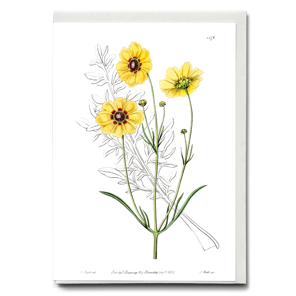 Perennial dyer's coreopsis - Wenskaart