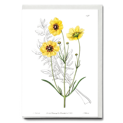 Perennial dyer's coreopsis - Wenskaart