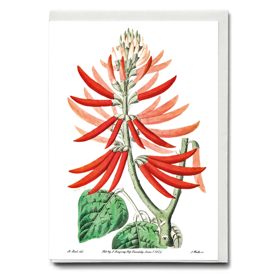 Naked-flowering Erythrina - Wenskaart
