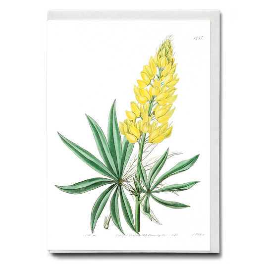 Yellow perennial lupine - Wenskaart