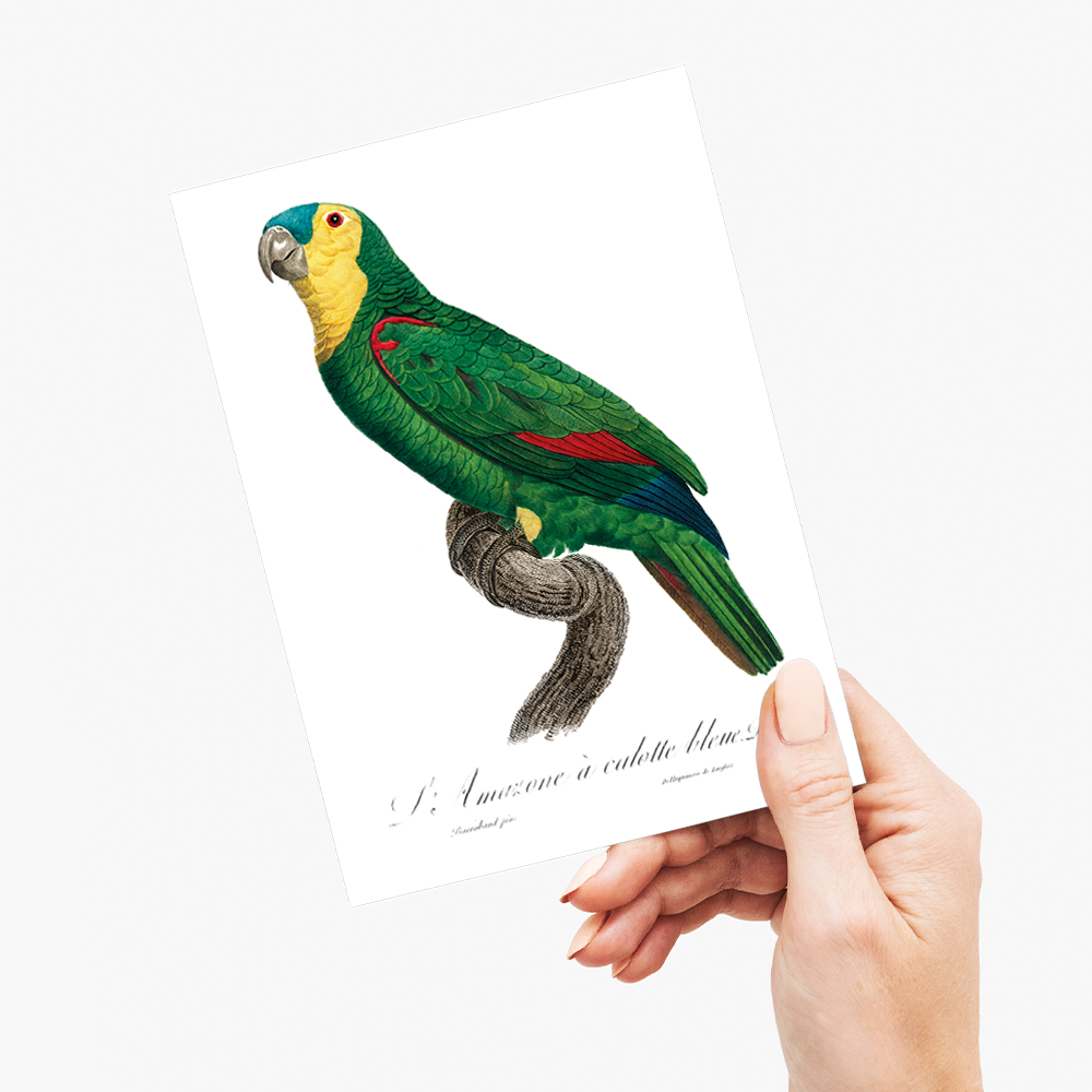 Blue-Fronted Amazon Parrot - Wenskaart