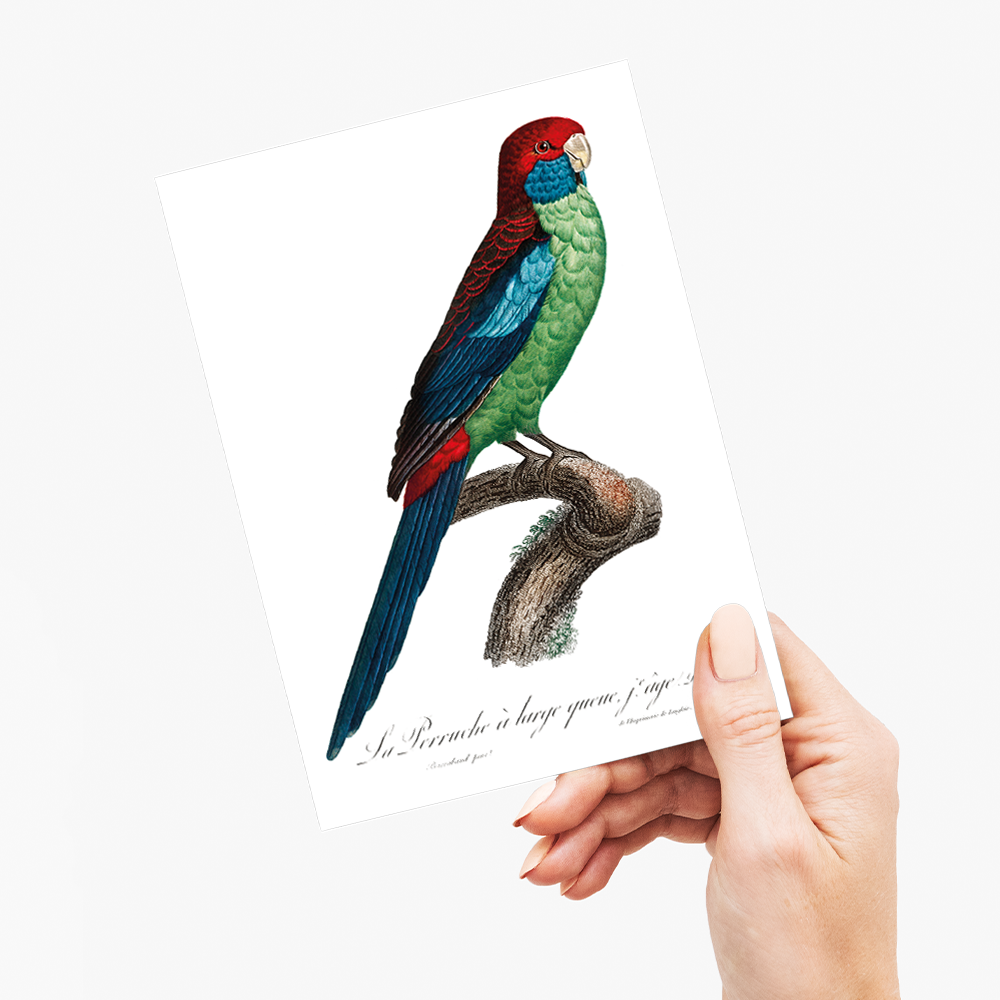 Broad-Tailed Parrot - Wenskaart