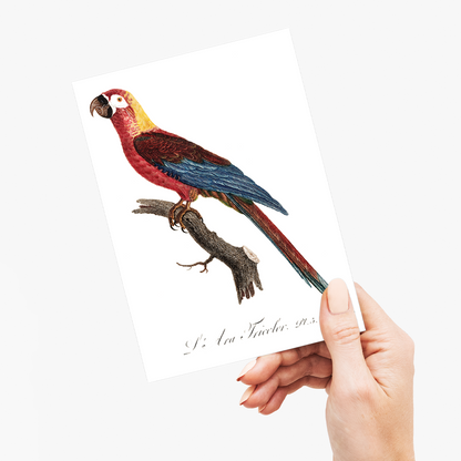 Cuban Macaw, Ara tricolor - Wenskaart