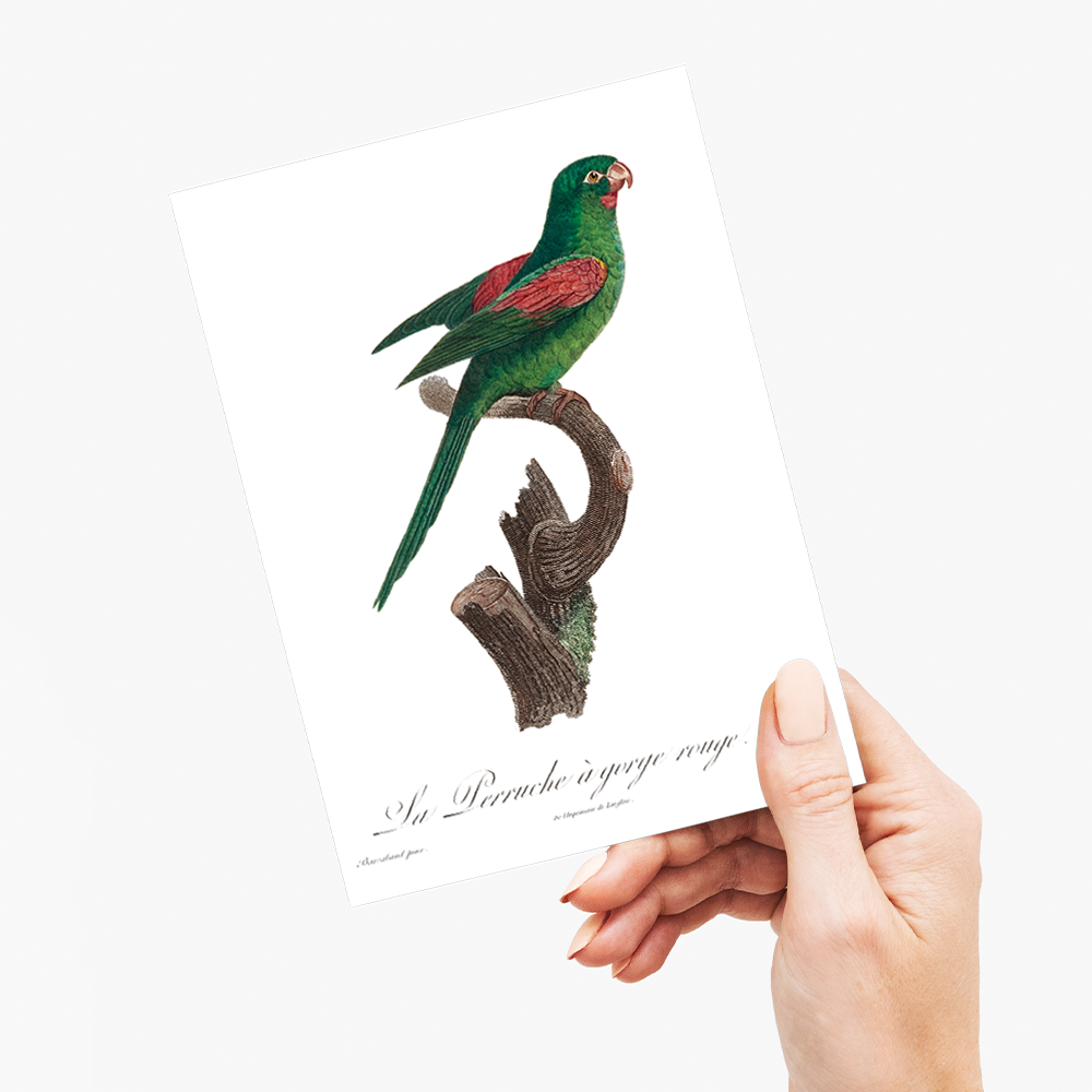 he Red-Throated Parakeet, Psittacara rubritorquis - Wenskaart