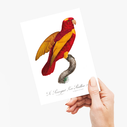 Red-and-Gold Lory, Lorius rex  - Wenskaart