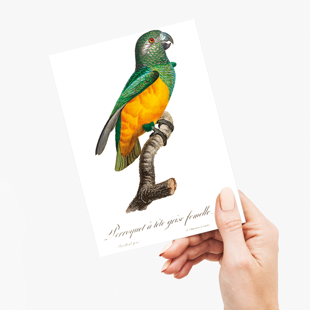 Senegal Parrot III - Wenskaart