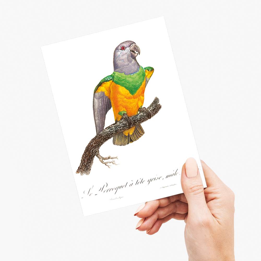 Senegal Parrot I - Wenskaart