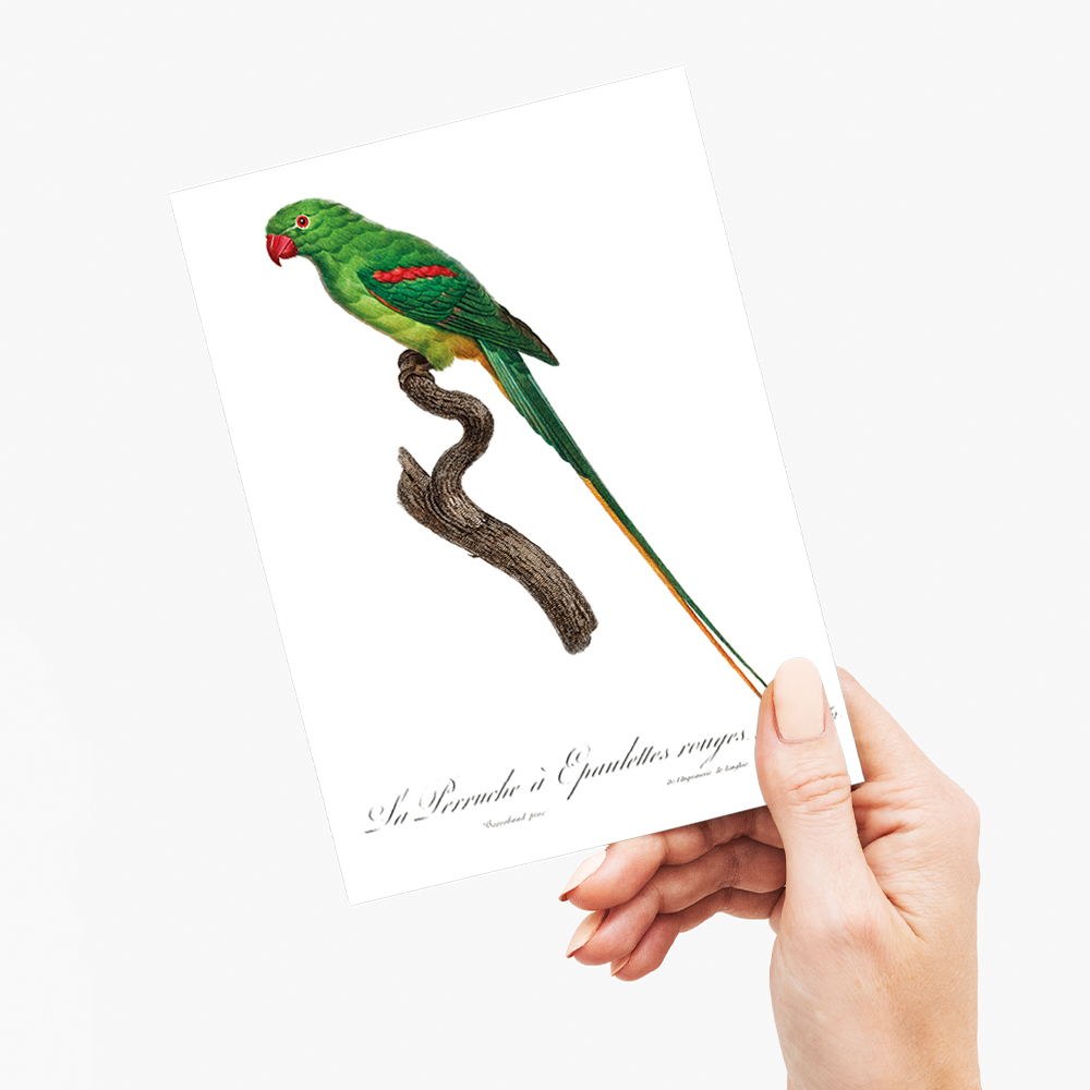 The Alexandrine Parakeet  - Wenskaart