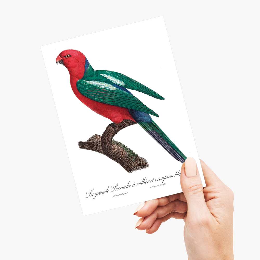 The Australian king parrot, Alisterus scapularis   - Wenskaart