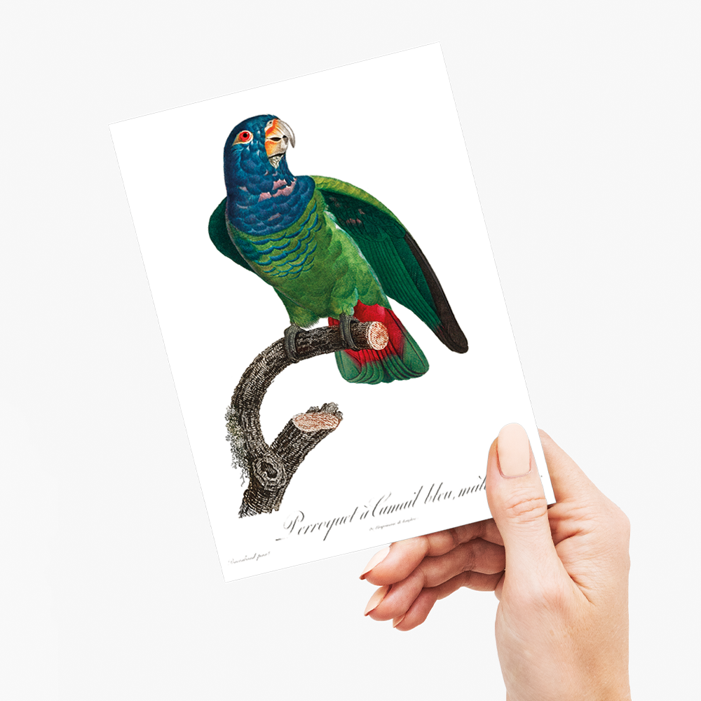The Blue-Headed Parrot, Pionus menstruus  - Wenskaart
