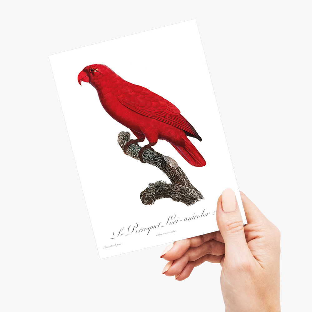 The Cardinal Lory, Chalcopsitta cardinalis  - Wenskaart