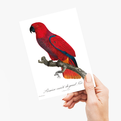 The Eclectus Parrot  - Wenskaart