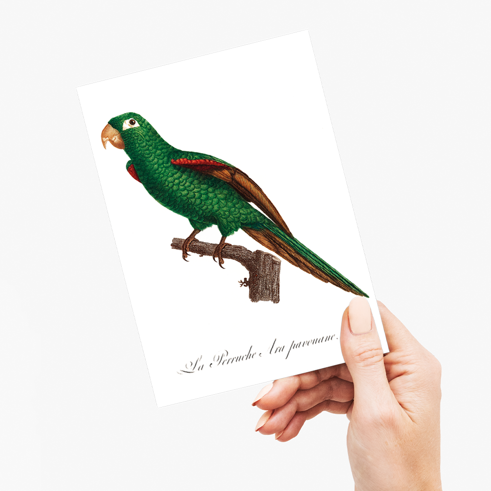 The Eclectus Parrot, Eclectus roratus  - Wenskaart