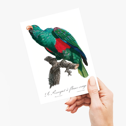 The Eclectus Parrot, Eclectus roratus    - Wenskaart