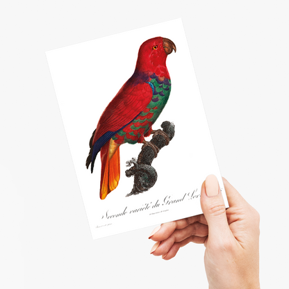 The Eclectus Parrot, Eclectus roratus  - Wenskaart