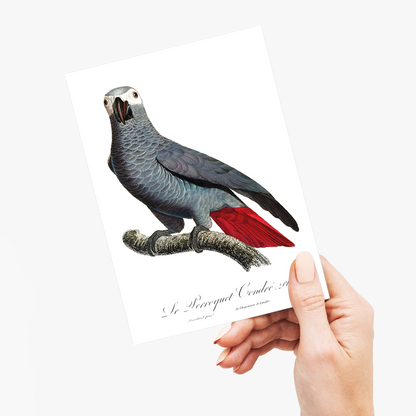 The Grey Parrot, Psittacus erithacus  V - Wenskaart