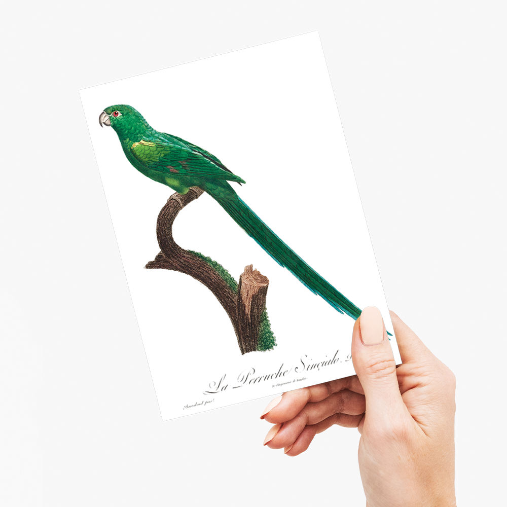 The Long-Tailed Parakeet, Psittacula longicauda  - Wenskaart