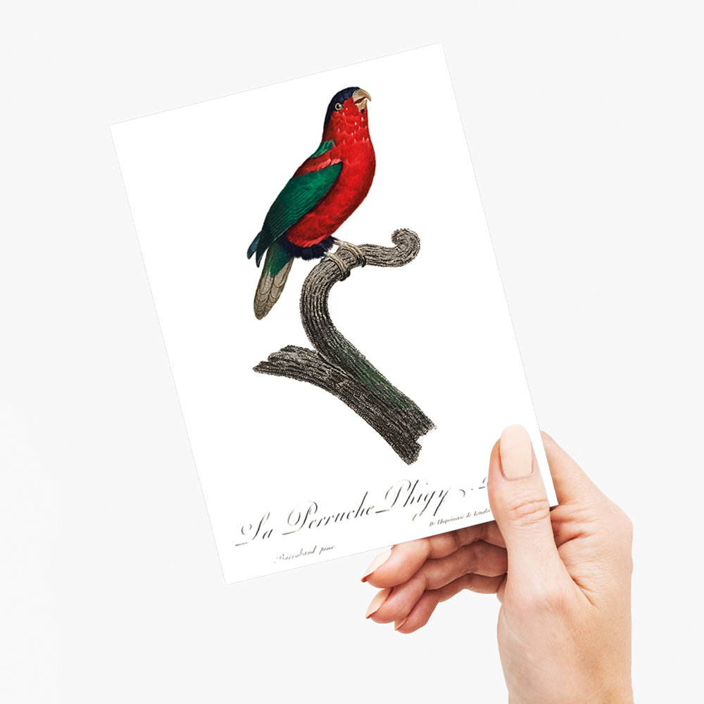 The Phigy Parrot, Psittacus phigy  - Wenskaart