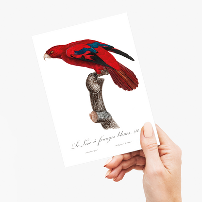 The Red Lory, Eos bornea  I - Wenskaart