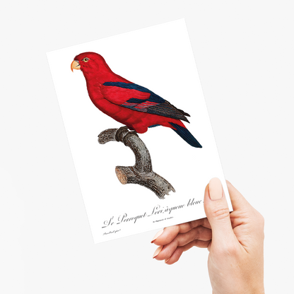 The Red Lory, Eos bornea  II - Wenskaart