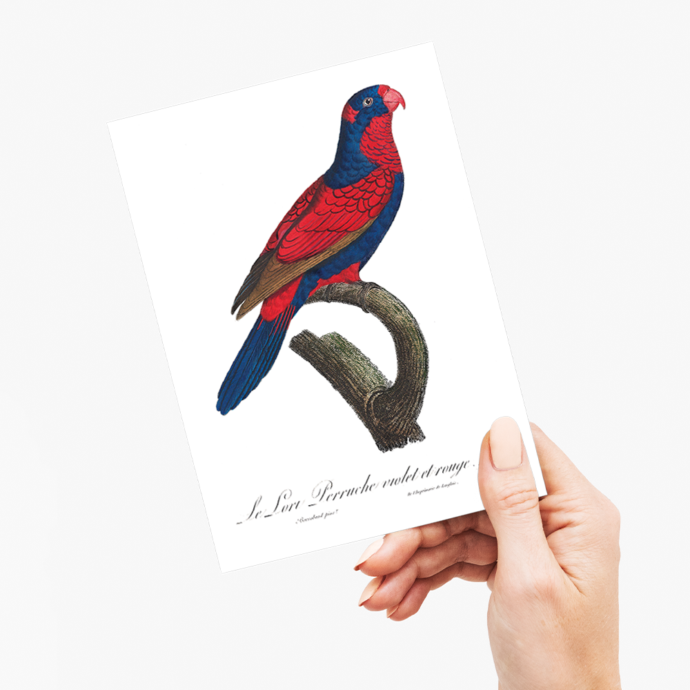 The red-and-blue lory, Eos histrio  - Wenskaart