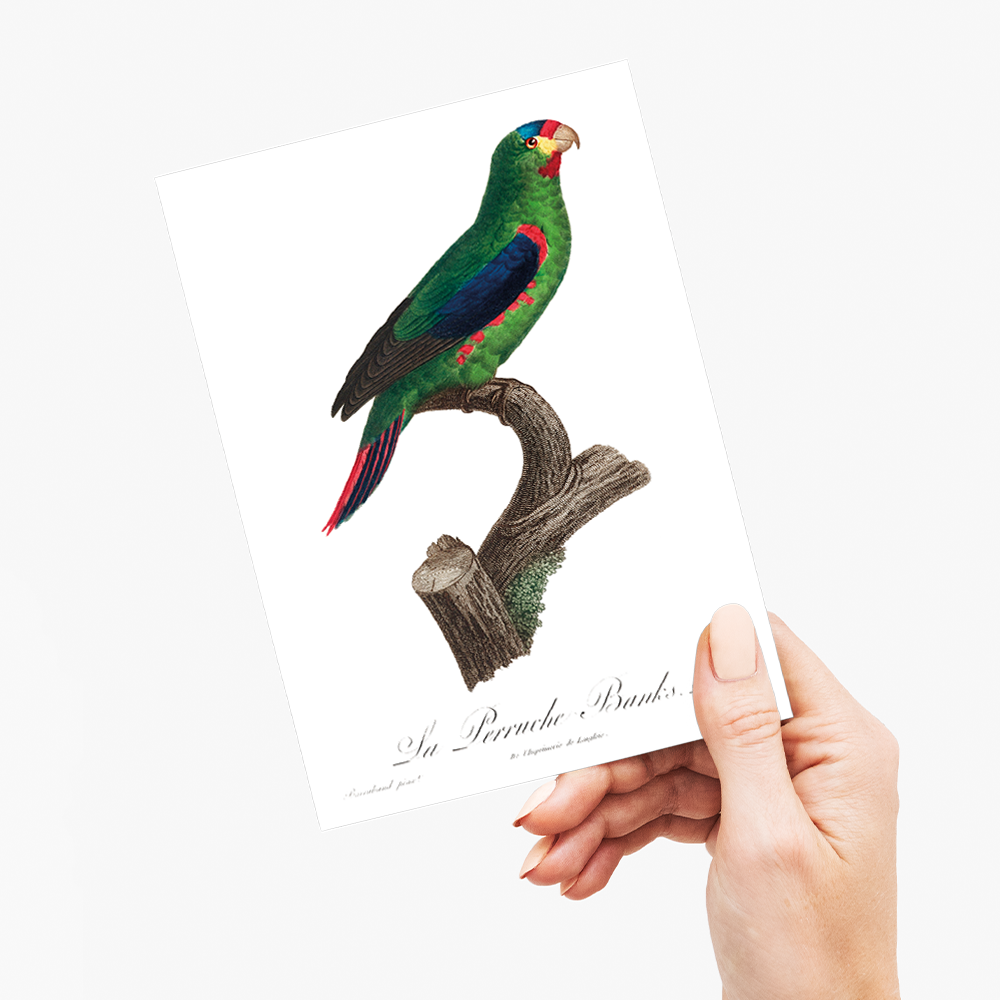 The swift parrot, Lathamus discolor II - Wenskaart