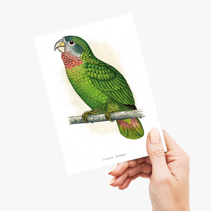 Jamaica Parrot - Wenskaart