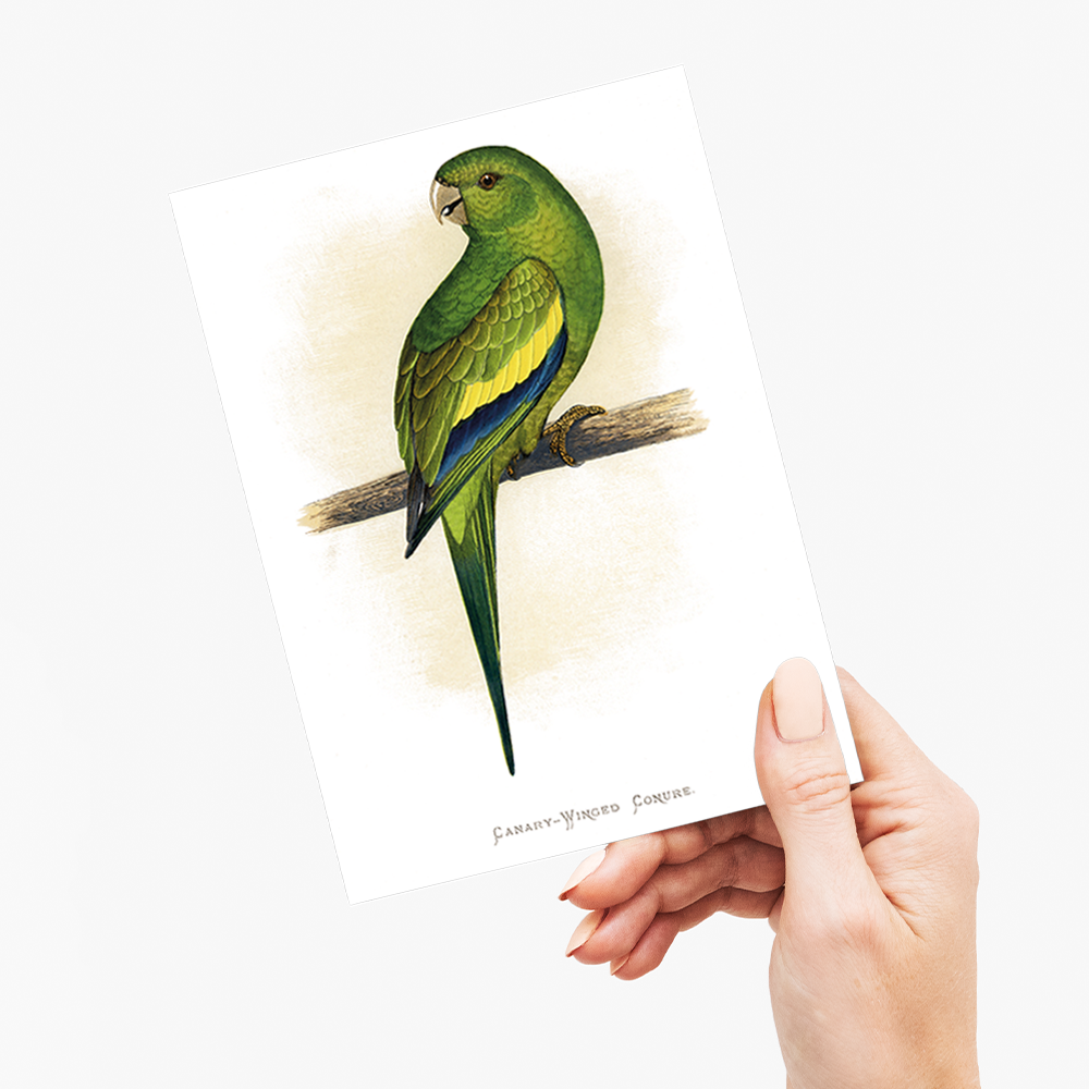 Canary-Winged Conure - Wenskaart