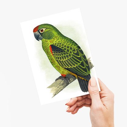 Jardine's Parrot - Wenskaart
