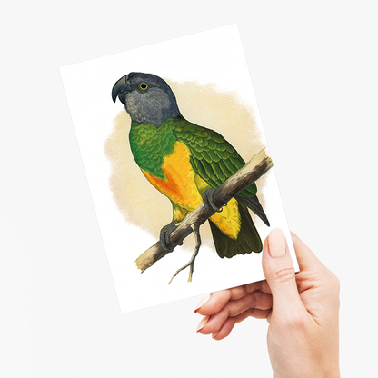 Senegal Parrot - Wenskaart