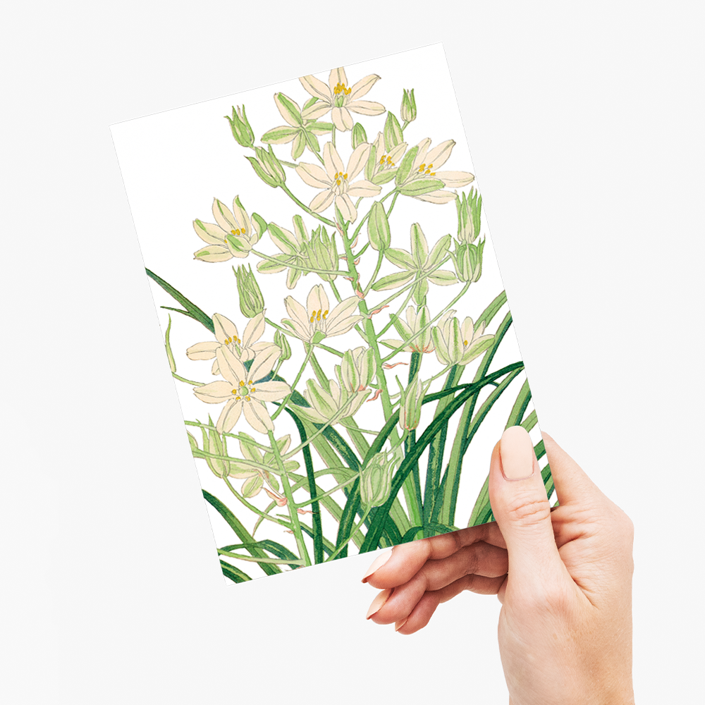 Ornithogalum By Tanigami Kônan - Wenskaart