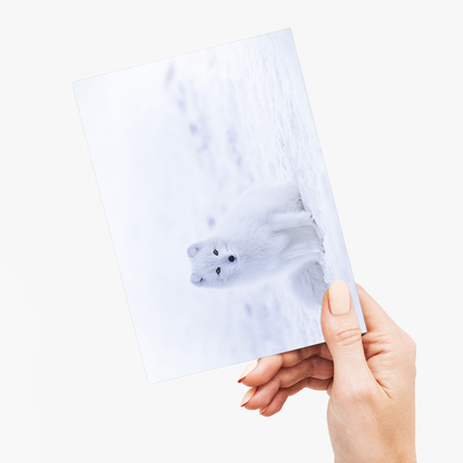 arctic fox sitting on snow - Greeting Card
