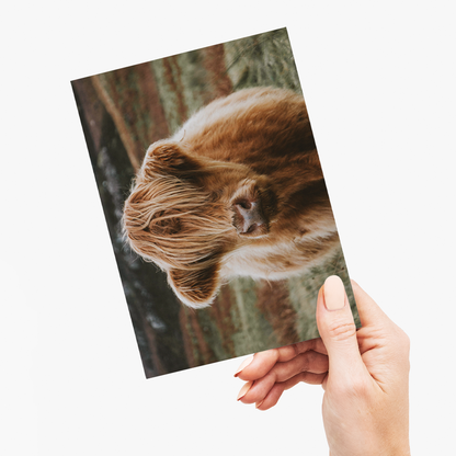 Calf - Greeting Card