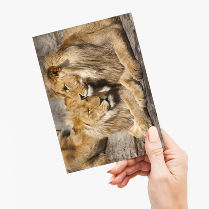 Two lions snuggling up to each other  - Greeting Card