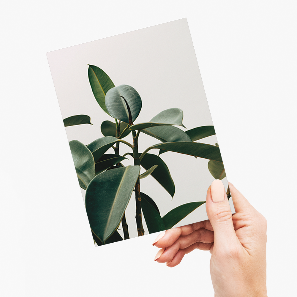 indoor Rubber Plant - Greeting Card