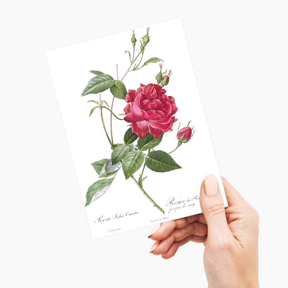 Blood-Red Bengal Rose By Pierre-Joseph Redouté - Wenskaart