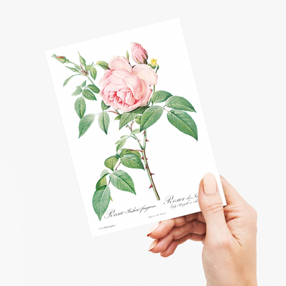 Fragrant Rosebush from Les Roses By Pierre-Joseph Redouté - Wenskaart