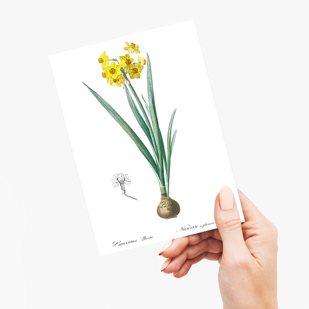 Daffodil  By Pierre-Joseph Redouté - Wenskaart