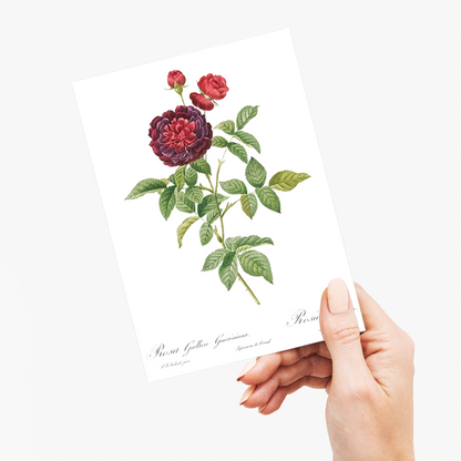 One Hundred-Leaved Rose By Pierre-Joseph Redouté - Wenskaart
