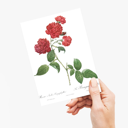 Red Cabbage Rose By Pierre-Joseph Redouté - Wenskaart