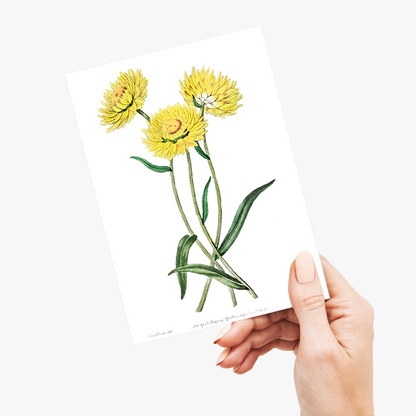 Two-coloured Helichrysum - Wenskaart